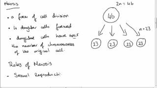 Leaving Cert Biology Meiosis [upl. by Guzel]