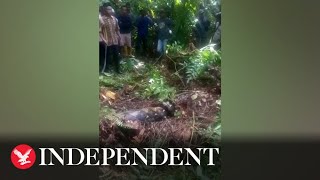 Indonesian woman swallowed whole by python [upl. by Alleul]