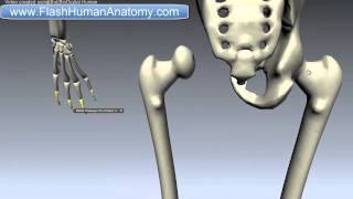 Femur Anatomy Thigh Bone Lower Limb [upl. by Ochs]