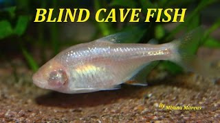 SUPER COOL AQUARIUM FISH  BLIND CAVE TETRA Astyanax mexicanus [upl. by Wiltz]