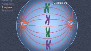 Animation How the Cell Cycle Works [upl. by Ingaberg]