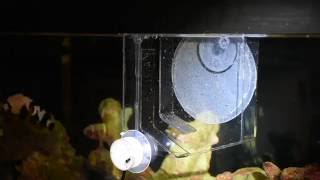 Vossens Larval trap in action [upl. by Mcgurn]