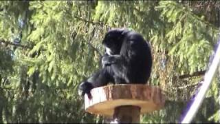 Tierpark Bad Pyrmont Neuzugang SIAMANG [upl. by Einolem581]