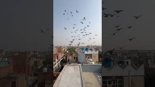 Sikandar Pigeon Loft kabootarbazi kabootar pigeon shortfeed youtubeshorts short shorts birds [upl. by Ramuk]