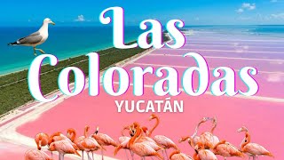 🦩☀️Las coloradas  Yucatán 2022 …en verdad es de color rosa🧐❓ [upl. by Shaya611]