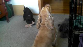 Cocker Spaniel with Puppy singing and barking [upl. by Mailiw780]