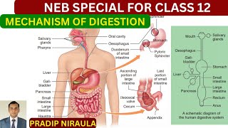 PROCESS OF DIGESTION IN HUMAN II MECHANISM OF DIGESTION II PHYSIOLOGY OF DIDESTION II NEB II CEE [upl. by Esaele]