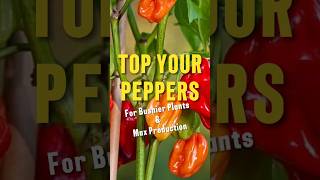 Cut the tops off of your pepper plants gardenhacks growingpeppers gardentips [upl. by Lacagnia994]