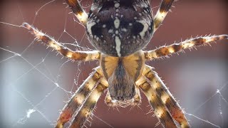 Spider  Orbweaver  Close up  UK Wildlife  Araneus diadematus  Brentwood Essex [upl. by Aleehs]