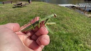 Praying Mantis Chilling [upl. by Pelson376]