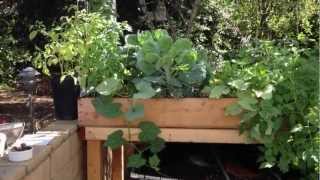 Organic Aquaponics [upl. by Cahilly592]