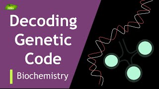 Decoding the Code2  Khoranas Exp  Start  Stop Codon  BIOCHEM  Part3  Protein synthesis [upl. by Mercola]