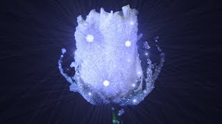 How to Crystallize Flowers [upl. by Leahey183]