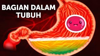 Perjalanan Makanan di Dalam Tubuh [upl. by Ahsenal662]