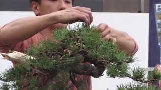 Taiga Urushibatas Bonsai demonstration Generation Bonsai [upl. by Tasiana]