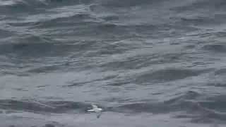 Northern Fulmar flying over the waves of the North Sea near Norway 20 August 2014 [upl. by Euqinomad]