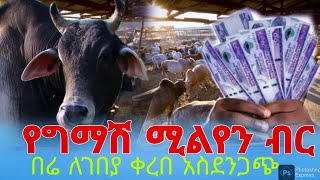 Ethiopia የግማሽ ሚሊየን ብር ሰንጋ ለገበያ Ethiopia newsfeta daily hub tube news [upl. by Uta387]