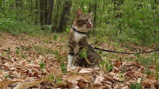 Hiking Cat Travels in the Forest [upl. by Shaughn961]