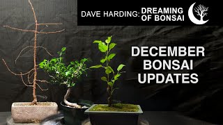 December Bonsai Updates December 2023 [upl. by Aihsema350]