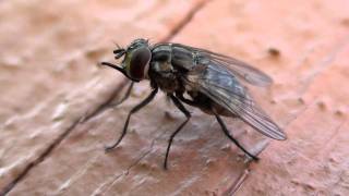 Stable Fly Muscidae Stomoxys calcitrans Lateral Closeup [upl. by Goodden]