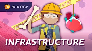 Animal Infrastructure Why You’re More Than Goo Crash Course Biology 44 [upl. by Avner]