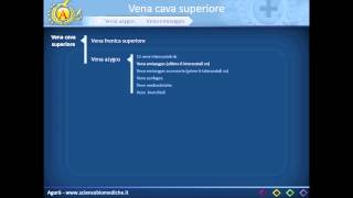 Apparato cardiocircolatorio 23 Vena cava superiore e vene azygos [upl. by Laurel]