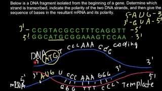 How to determine which strand of DNA is transcribed into mRNA [upl. by Refotsirc]