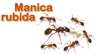 Ant care species guide 25  Manica rubida [upl. by Ettenrahs994]