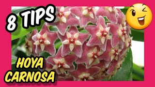 👉👉👉 8 TIPS para el cuidado y mantenimiento de la planta ❤️❤️❤️ HOYA CARNOSA FLOR DE CERA Floración [upl. by Margo714]