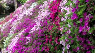 A Japanese azalea garden Daikozenji quotTsutsuji Teraquot [upl. by Lon]