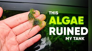 The WORST Algae in the Aquarium and its not BBA [upl. by Beeck930]