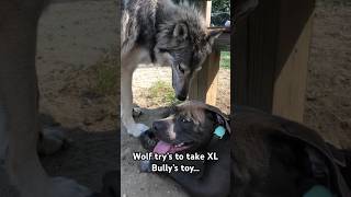 1 Year Old Timber Wolf amp 5 month Old XL Bully xlbully pitbull wolf dogtraining bullybreed [upl. by Liss]