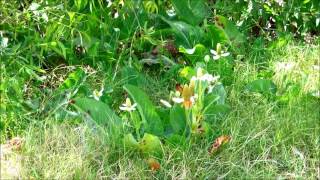 Yerba Mansa Anemopsis californica San Diego California [upl. by Kcir]