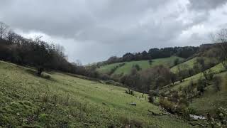 Driven partridge shooting at Tregoyd [upl. by Justina742]