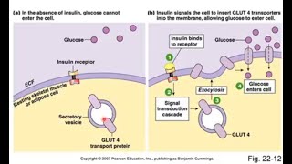 Anaerobic Glycolysis [upl. by Aidualc]