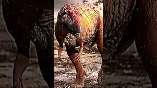 Tyrannosaurus Rex vs Mapusaurus shorts versus paleontology debate fypシ edit [upl. by Benildas589]