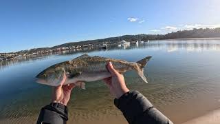 Fishing Merimbula with Salted Pilchard New PB [upl. by Milstone]