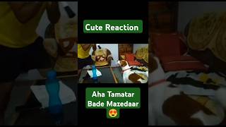 Tommy cute reaction on pipe blowing doglover cutetommy cute pets [upl. by Poock]