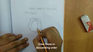 How to draw floral diagram of Clitoria ternatea and Pisum sativum [upl. by Seline]