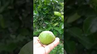 kaffir lime 🌳🍑🌿kaffirlime fruit plants shorts shortsfeed shortvideo maymtn fyp [upl. by Hilten]