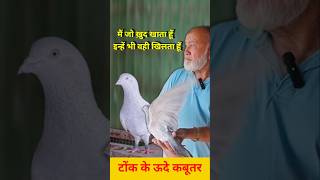 यह परिंददे नहीं इंसान by Rizwan Ali Sabri kabootar pigeon kabutar jaipurtonkpigeons [upl. by Lennard139]