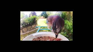 EURASIAN JAY shorts short birds bird youtube fyp youtuber shortvideo [upl. by Houghton]