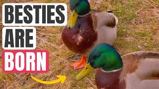 139  Ducks turn from ENEMIES to BEST FRIENDS 😁🤩 [upl. by Sandy221]