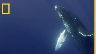 Le chant de la baleine à bosse [upl. by Abdul]