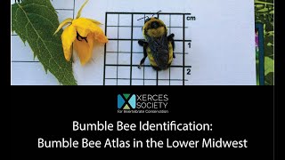 Bumble Bee Identification Bumble Bee Atlas for the Lower Midwest [upl. by Yelehsa]