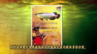 Wah Seah Arowana Breeding Farm 华厦龙鱼繁殖场 [upl. by Stafford486]