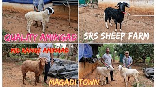 Bakrid 2024  Amingad Sheep for sale 7353284428  SRS Sheep Farm bakridspecial [upl. by Karr322]