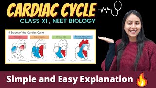 Cardiac Cycle  Body Fluids and Circulation  Class 11  NEET [upl. by Pulling]