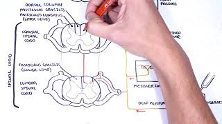 Sensory Tracts  Dorsal Column Medial lemniscus Pathway [upl. by Airotciv174]