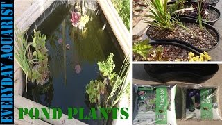 How to add aquatic plants to your pond  Garden Design and Inspiration  Gardening Australia [upl. by Wildon400]